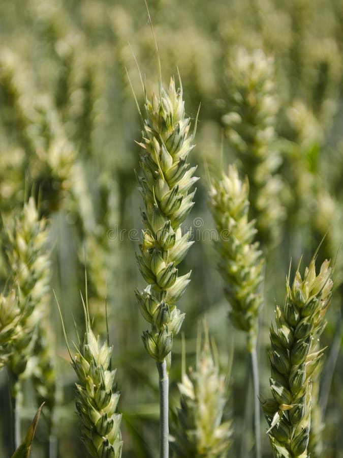 Wheat spike 2 stock image. Image of early, wheat, agriculture - 93749959