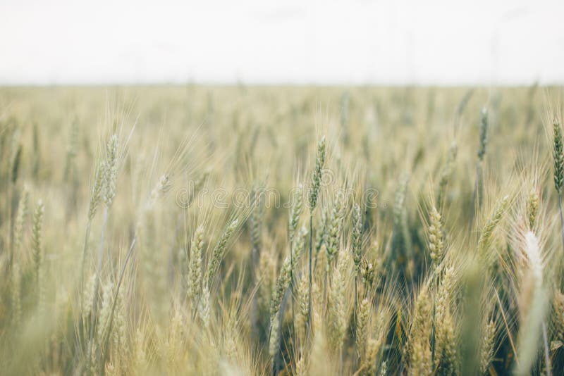 Wheat spikelets farm agriculture field landscape with blue sky. Outdoor, grain.