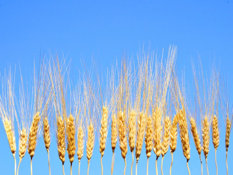 Wheat spikes in a raw