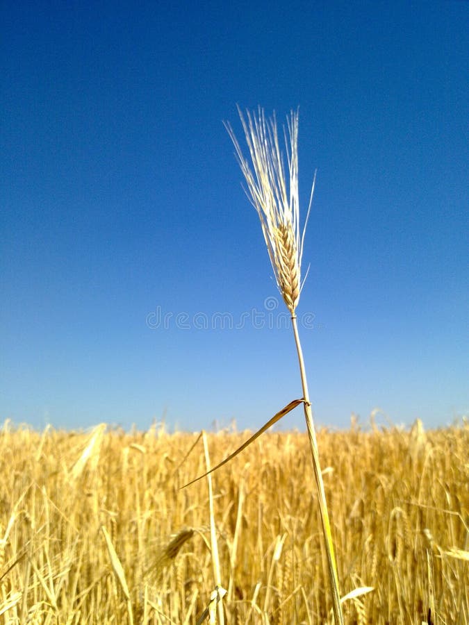 Wheat spikes.