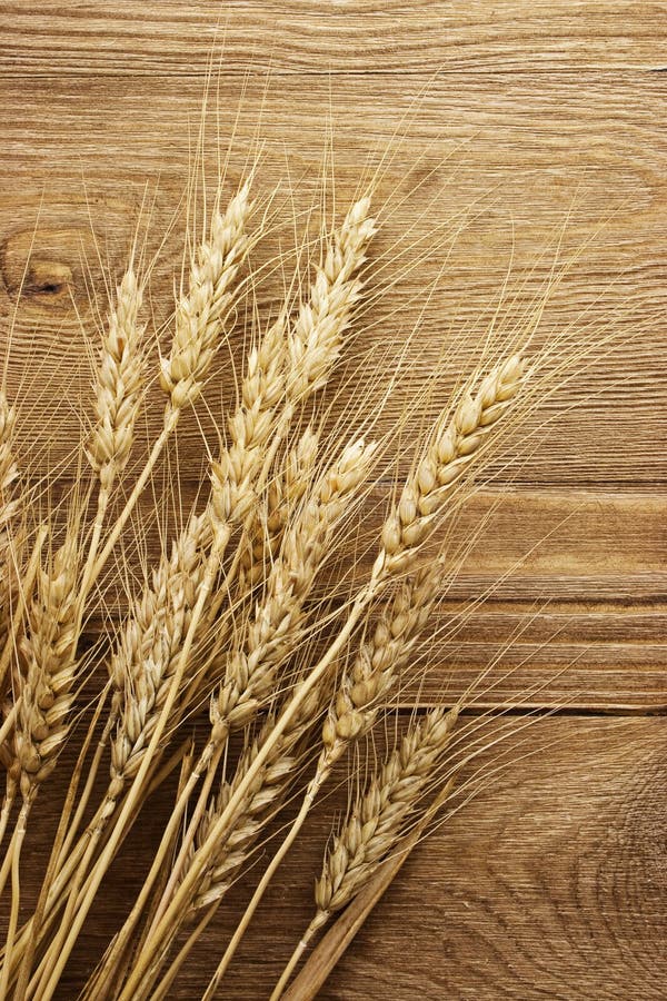 Dried Wheat Stalks on Wood stock photo. Image of grain 29150536