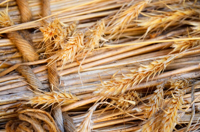 Close Up Dried Stalks Wheat Stock Photos Free & RoyaltyFree Stock