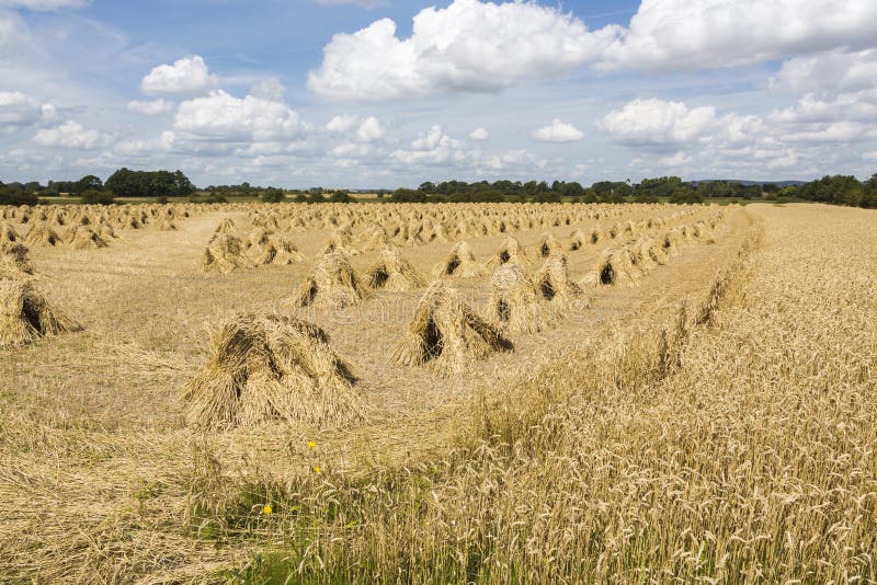 36 Stooks Photos Free Royalty Free Stock Photos From Dreamstime