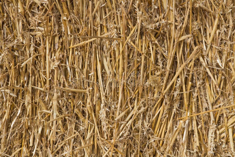 Wheat Straw