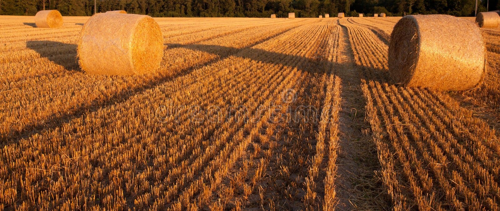 Wheat Bale stock photo. Image of circle, farming, roll 25823406
