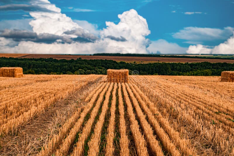 Wheat straw in square bales of hay spread over the mown field.