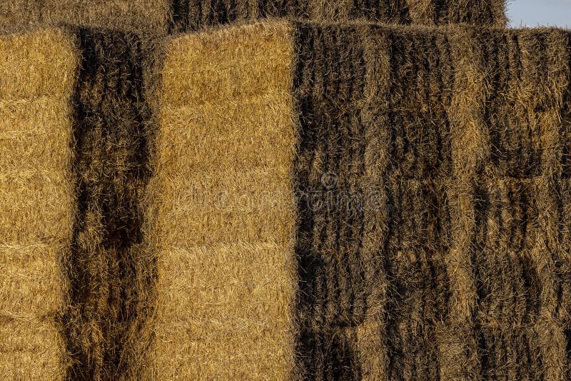 Wheat straw stacked in the field after harvest stock photos