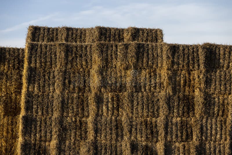 Wheat straw stacked in the field after harvest royalty free stock images