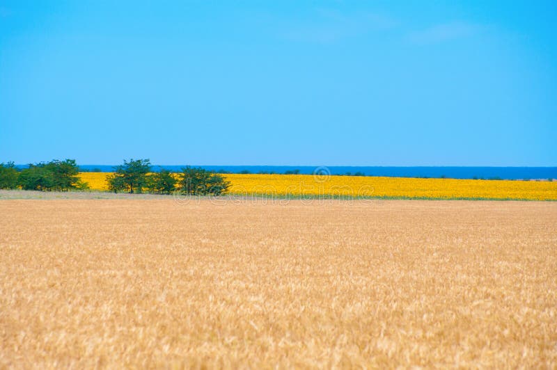 Wheat and sunflower fields royalty free stock photography Wheat and sunflower fields royalty free stock photography