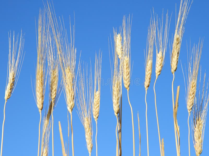 Wheat on a sunny day