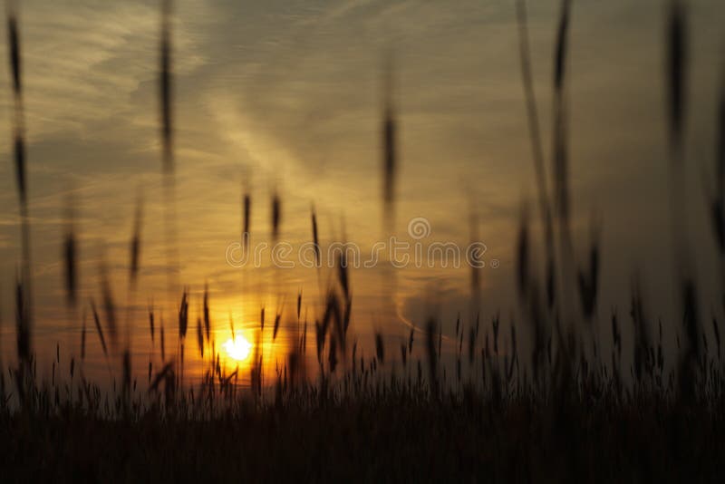 Wheat on sunset background