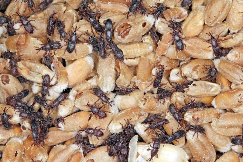 Wheat Weevil Sitophilus Granarius Beetle on Damaged Grain Stock Photo