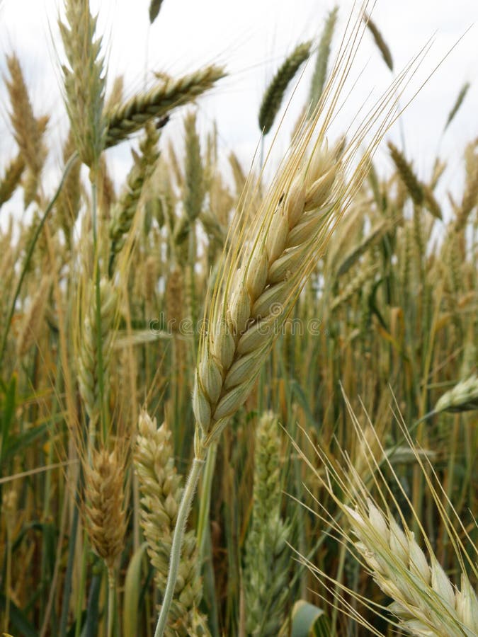 Wheat and Wheatear Close Up at the Field