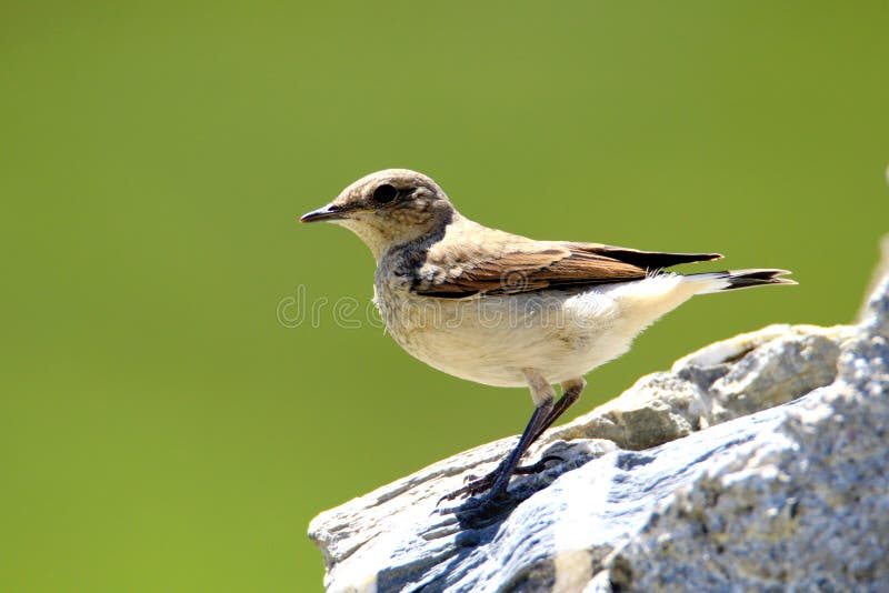Wheatear nordico & x28; Oenanthe& x29 di oenanthe; immagine stock libera da diritti Wheatear nordico & x28; Oenanthe& x29 di oenanthe; immagine stock libera da diritti