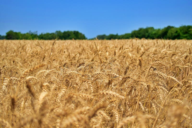 Wheatear in the summertime on a field of wheat before harvest 4