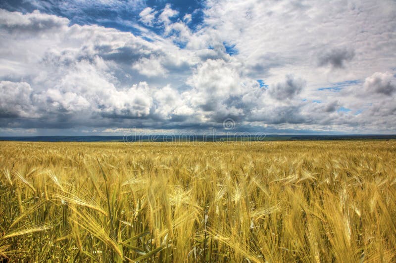 Wheaten field