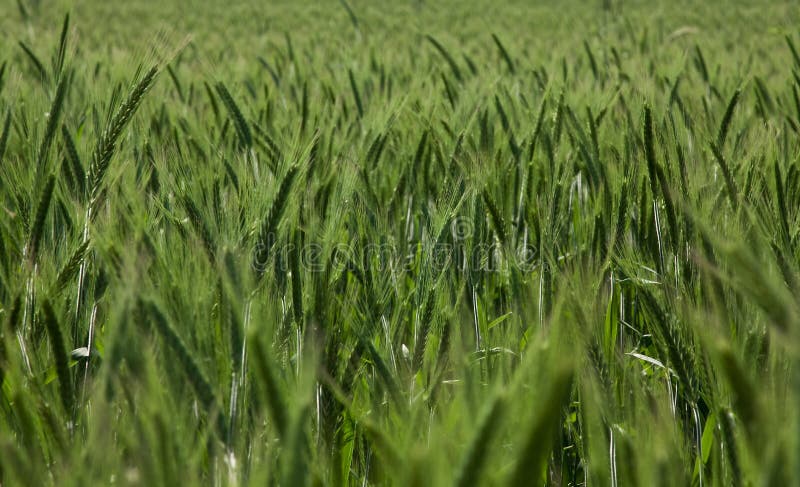 Wheaten field