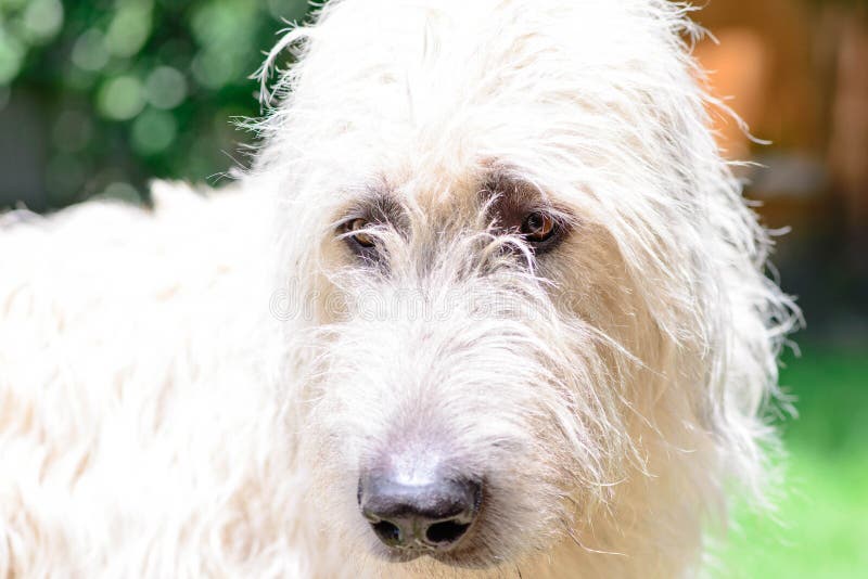 Wheaten Irish Wolfhound Face Stock Image Image of wolfhound, blond