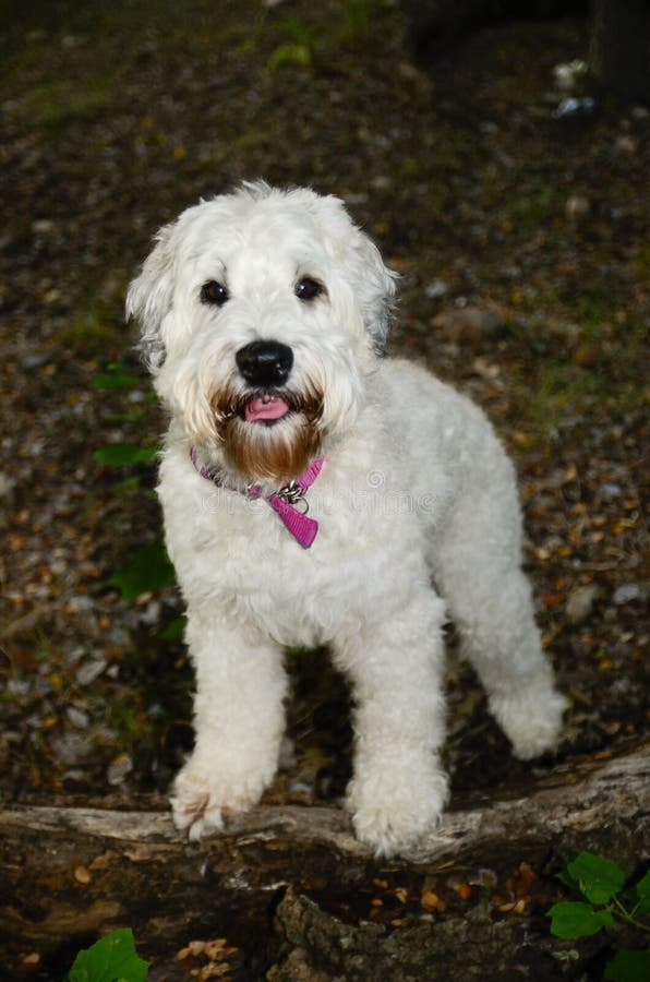 Wheaten on the log royalty free stock photos Wheaten on the log royalty free stock photos