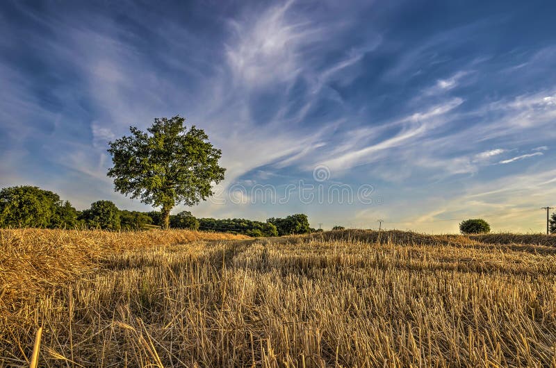 Wheatfield après récolte image libre de droits Wheatfield après récolte image libre de droits