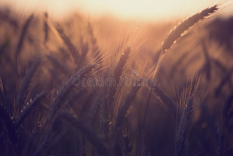 Wheatfield at dusk or sunrise