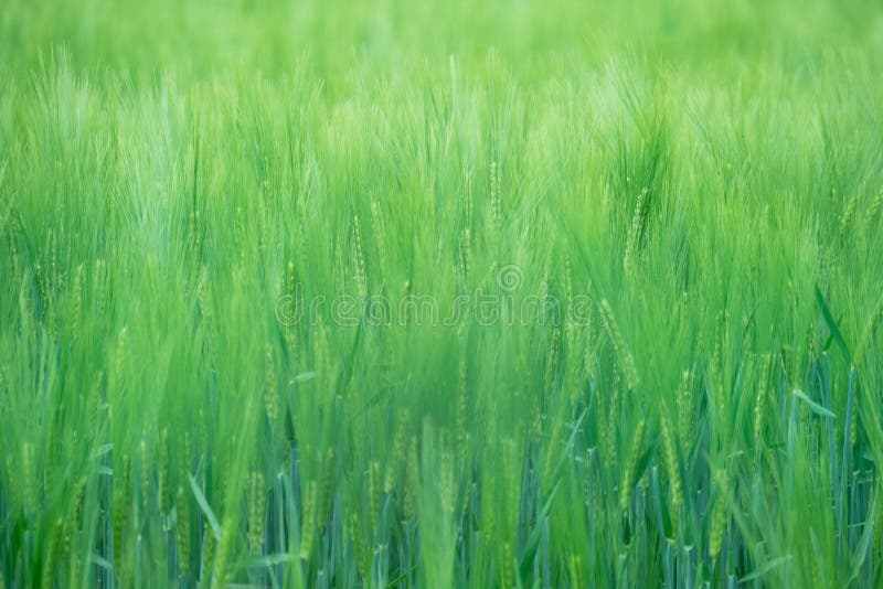 Wheatfield verde fotografia stock libera da diritti Wheatfield verde fotografia stock libera da diritti