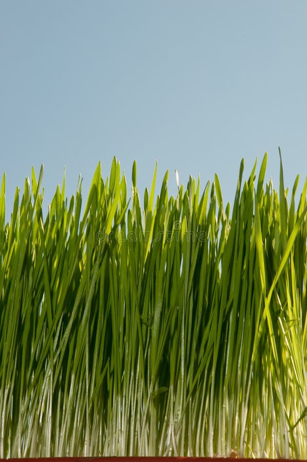 Wheatgrass