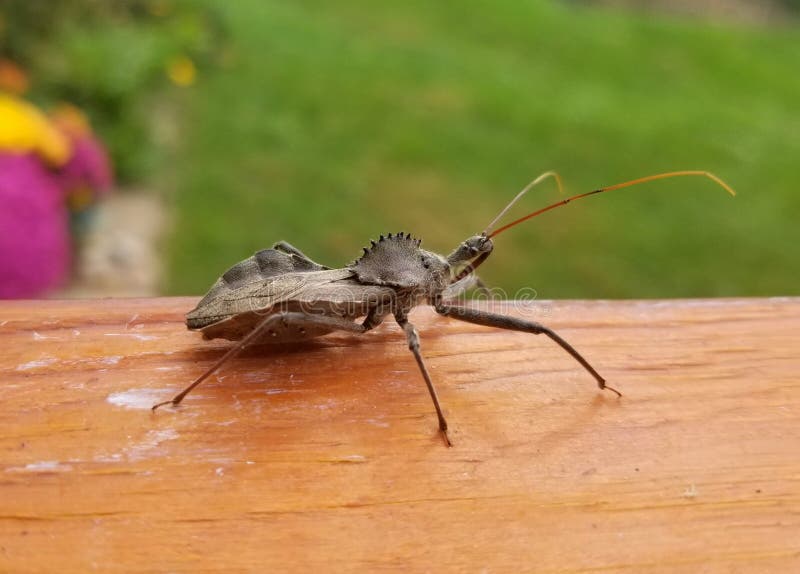 The Wheel Bug, the Largest Terrestrial True Bug in North America Stock