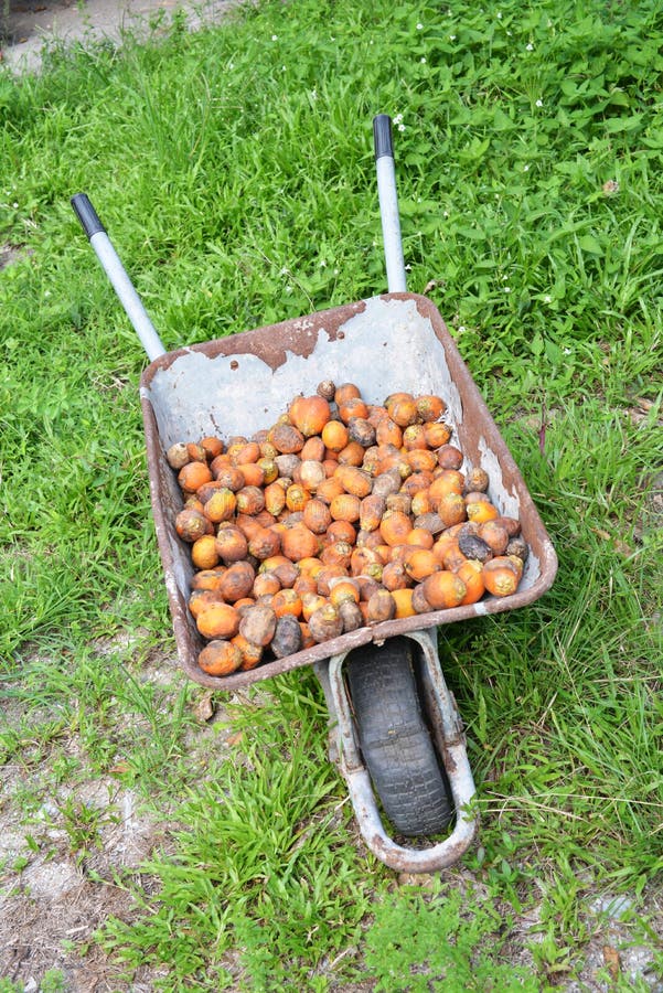 Wheelbarrow with Areca Nut on a Farm Stock Image Image of healthy