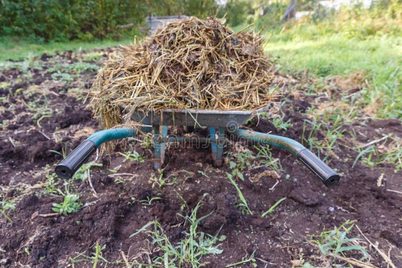 Wheelbarrow with Cattle Manure Stock Photo Image of barrow, full