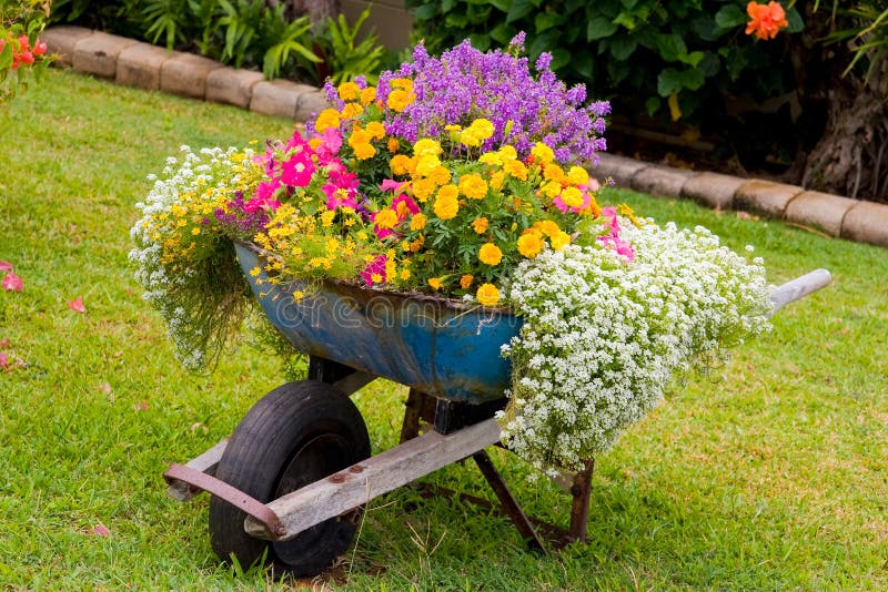 Wheelbarrow Flowers stock image. Image of flora, natural 2824873