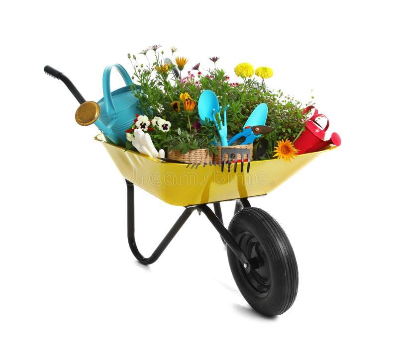 Wheelbarrow with flowers and gardening tools isolated on royalty free stock images
