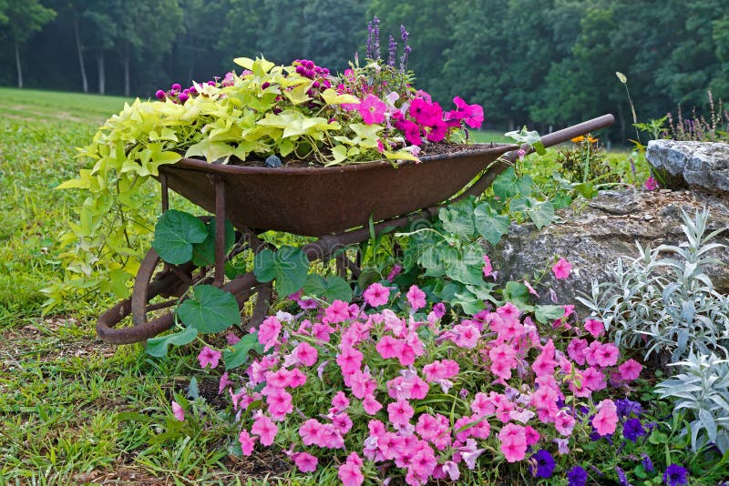 Wheelbarrow Flowers stock image. Image of flora, natural 2824873