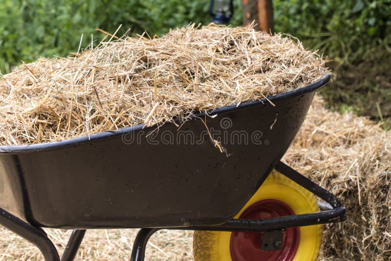 Wheelbarrow with Freash Hay To Feed Horses Stock Photo Image of