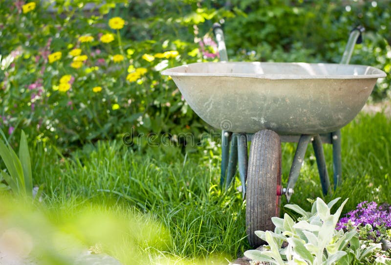 Wheelbarrow in the garden