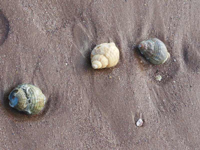 3 whelk shell Sea shells on the sand stock images 3 whelk shell Sea shells on the sand stock images