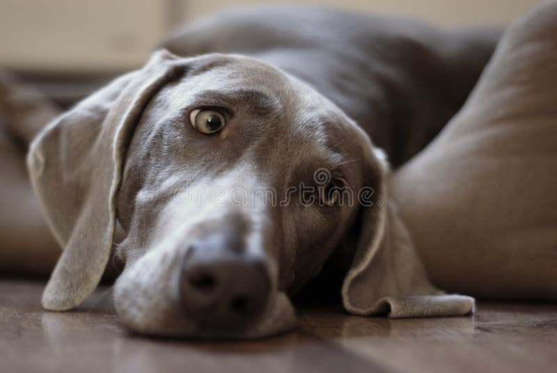 Where are my toys ?! stock image. Image of straw, ears 5616033
