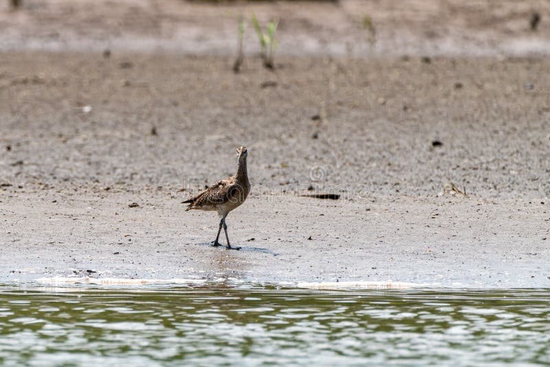 Whimbrel ( Numenius phaeopus) в Коста-Рика стоковое изображение rf Whimbrel ( Numenius phaeopus) в Коста-Рика стоковое изображение rf