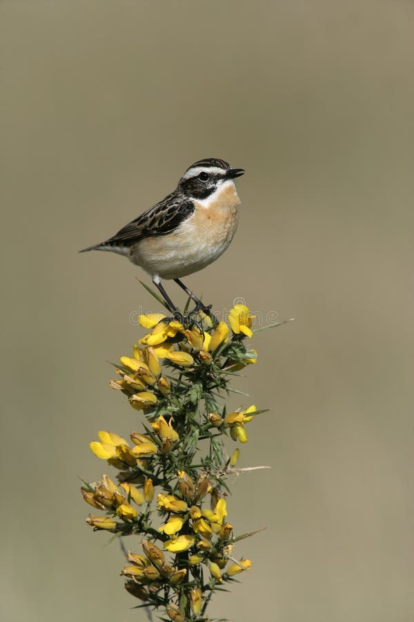 Whinchat, rubetra de Saxicola photographie stock Whinchat, rubetra de Saxicola photographie stock