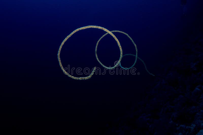 Whip coral in the red sea