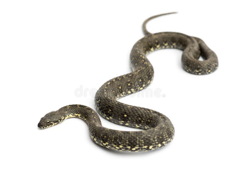 Whip Snake verde, viridiflavus de Hierophis, aislado fotos de archivo libres de regalías Whip Snake verde, viridiflavus de Hierophis, aislado fotos de archivo libres de regalías