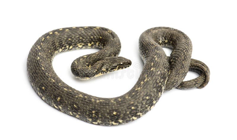 Whip Snake verde, viridiflavus de Hierophis, aislado imagen de archivo Whip Snake verde, viridiflavus de Hierophis, aislado imagen de archivo