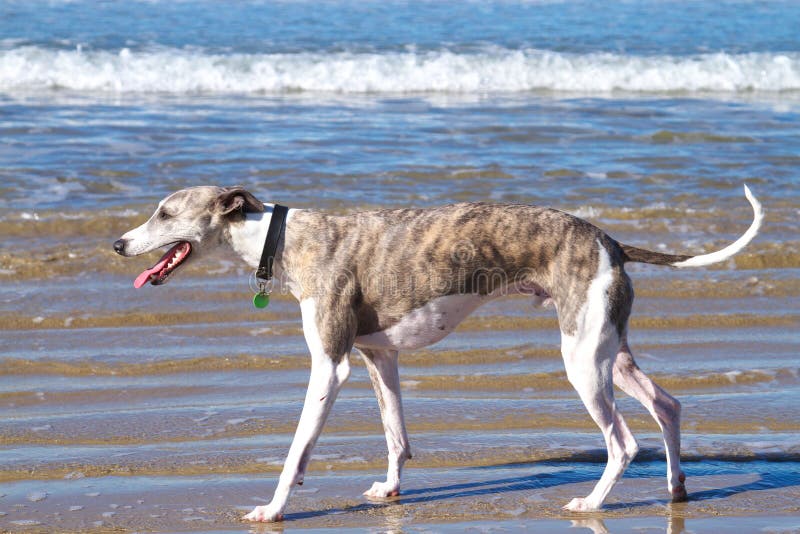 Whippet