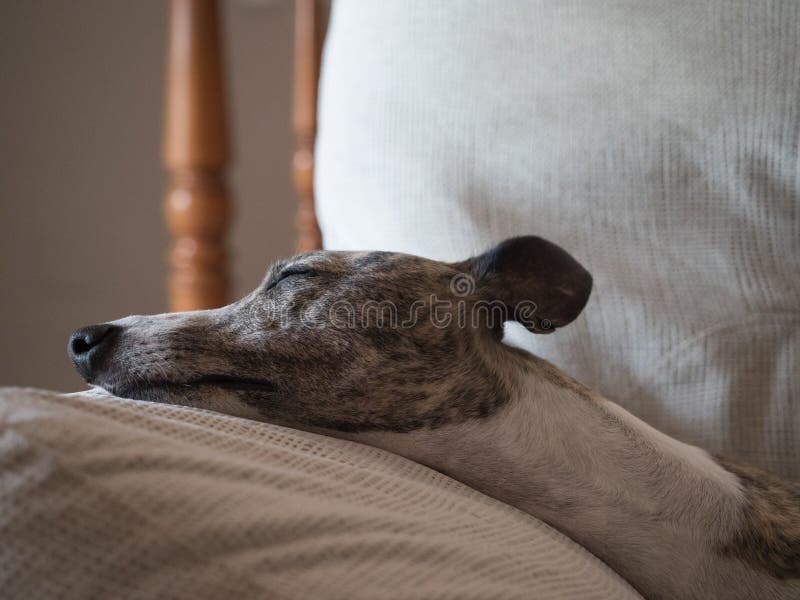 Sleeping Greyhound Dog Porcelain Ornament Whippet IG 