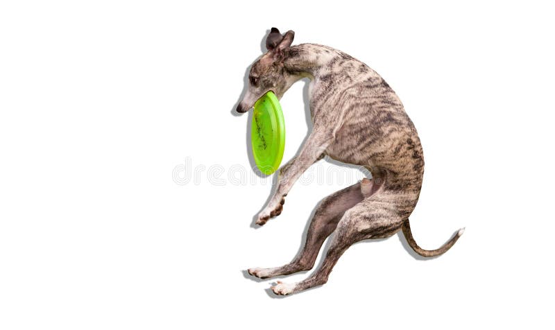 whippet frisbee