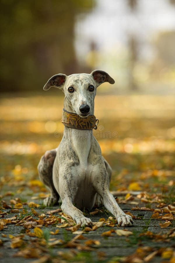 Whippet dog in a park stock image. Image of copy, natural 233317725