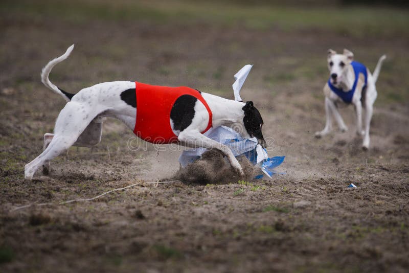 Whippet dog running in the field stock images Whippet dog running in the field stock images