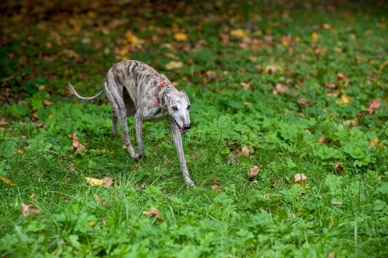 42,266 Dog Walking Grass Stock Photos Free & RoyaltyFree Stock