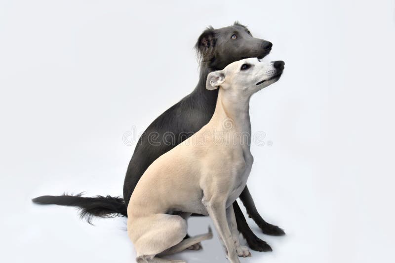 Whippet i jedwabista windsprite whippet obsiadania strona strona - obok - zdjęcie stock Whippet i jedwabista windsprite whippet obsiadania strona strona - obok - zdjęcie stock