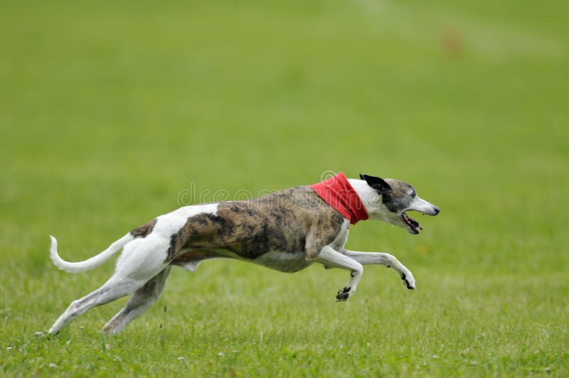 A whippet racing for the lure coursing championship. A whippet racing for the lure coursing championship